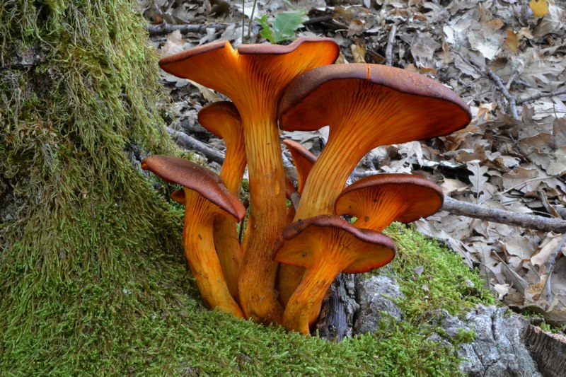 in cerreta con i soci dei Monti Sibillini